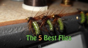 The 5 Best Flies