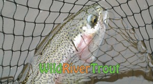 Wild River Trout