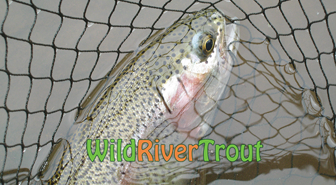 Wild River Eastern Cape Trout Fly Fishing