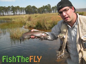 Rainbow Trout Fish The Fly