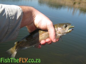 Trout caught on a Fritz Bugger