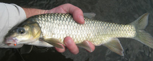 Vaal River Yellowfish