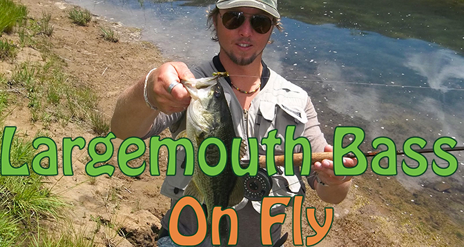 Largemouth Bass On Fly