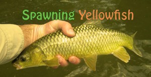 Spawning Yellowfish In South Africa