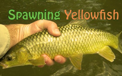 Yellowfish Spawning