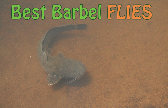 Best Barbel Flies