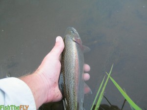 Releasing A Rainbow Trout