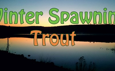 How To Catch Spawning Trout