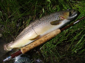 Big River Brown Trout On A Streamer