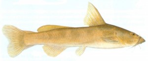 Clanwilliam Rock Catfish