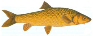 Fly Fishing For Clanwilliam Yellowfish