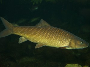 Clanwilliam Yellowfish Labeobarbus capensis