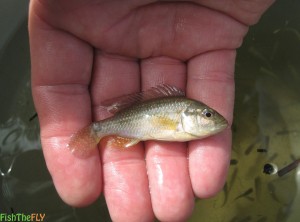 Fly Fishing For Southern Mouthbrooder