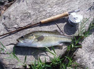 Fly Fishing For Spotted Bass In South Africa