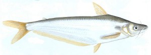 Makriel (Silver Catfish) Illustration