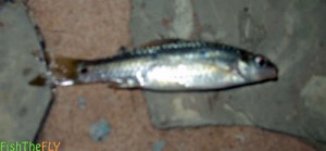 Threespot Barb (Barbus trimaculatus)