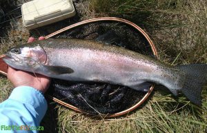 Rainbow trout caught in the Drakensberg