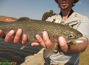 Best Trout Flies In South Africa