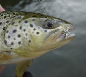 South African Brown Trout