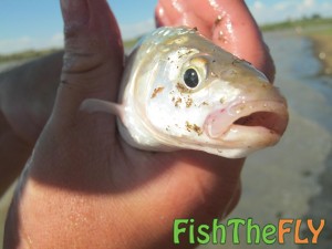 Juvenile Largemouth Yellowfish