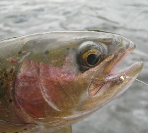 Rainbow Trout On Nymph
