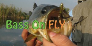 Bass On Fly