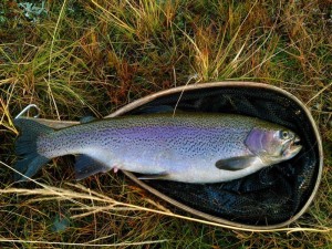 Millstream Rainbow Trout