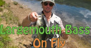 Largemouth Bass Fly Fishing