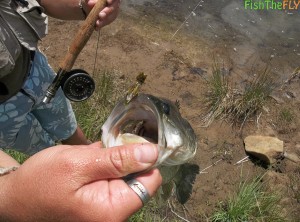 Largemouth Bass On Dry Fly