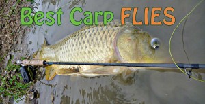 Best Flies For Carp In South Africa