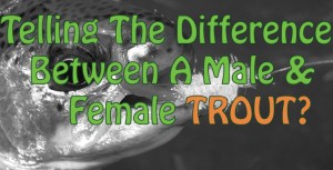 How To Identify A Male Or Female Trout