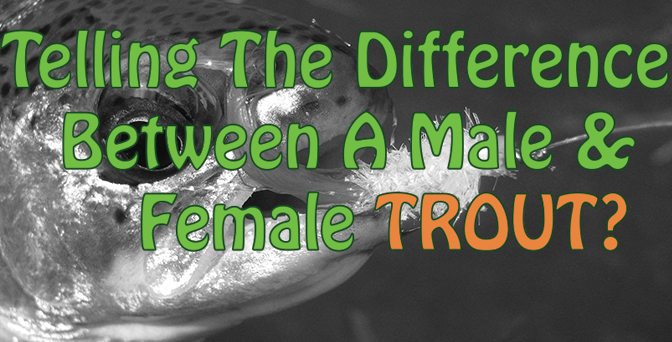 Difference Between Male And Female Trout