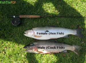 Telling The Difference Between Trout