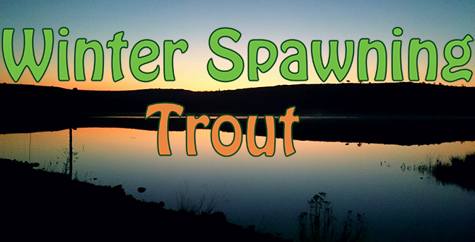 Winter Spawning Trout