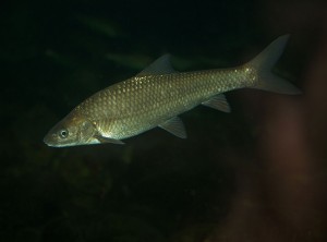 Berg-Breede River Cape Whitefish Barbus andrewi