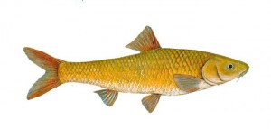 Berg-Breede River Whitefish Barbus andrewi