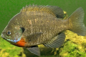 Male Breeding Bluegill Sunfish