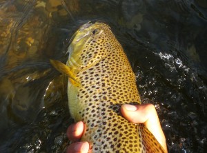 Brown Trout On Fly Being Released