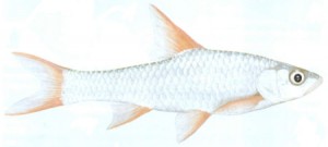 Bushveld Papermouth (Silverfish)