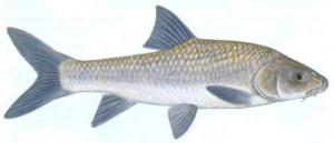Bushveld Smallscale Yellowfish