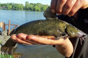Fly Fishing For Common Rock Catfish