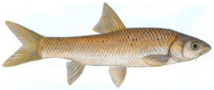 Kwazulu Natal Yellowfish (Scaly Yellowfish)