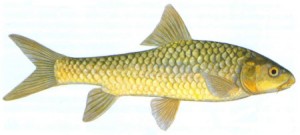 Lowveld Largescale Yellowfish