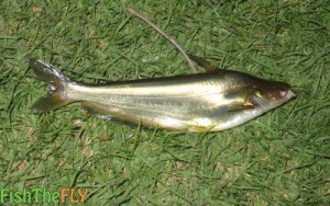 Silver Catfish (Butter Barbel/Makriel)