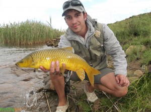 Sterkfontein Dam Smallmouth Yellowfish