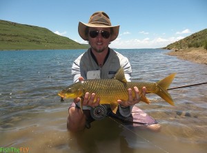 Sterkfontein Gold Vaal Orange Smallmouth Yellowfish