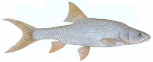 Vaal Orange Largemouth Yellowfish