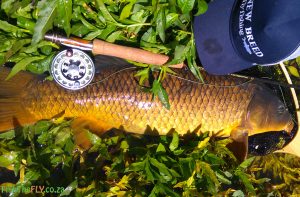 Common carp caught at Bloemhof on fly